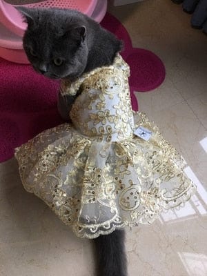 Pet Dress "Deidra" Elegant Filigree Pet Dress -The Palm Beach Baby