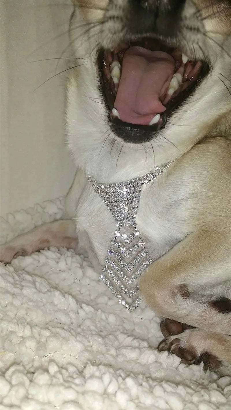 Dapper Pet Rhinestone Tie for Glam Pets - Elegant White Accessory for Stylish Dogs & Cats - The Palm Beach Baby