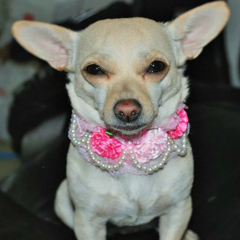DIVA Pet Elegant Floral Collar 3 Colors The Palm Beach Baby