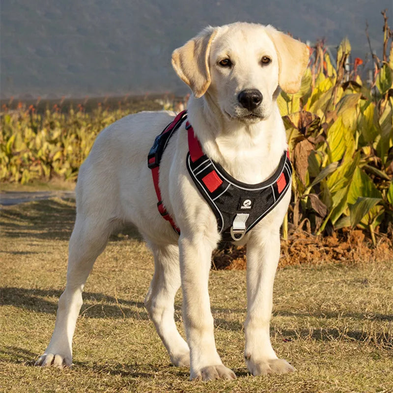 Dapper Pet: Adjustable Reflective Harness