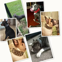 MACHO Pet: Fashionable Dog Collar Set - Brown Western-Themed Leather Collar and Leash with Gold Spikes - The Palm Beach Baby