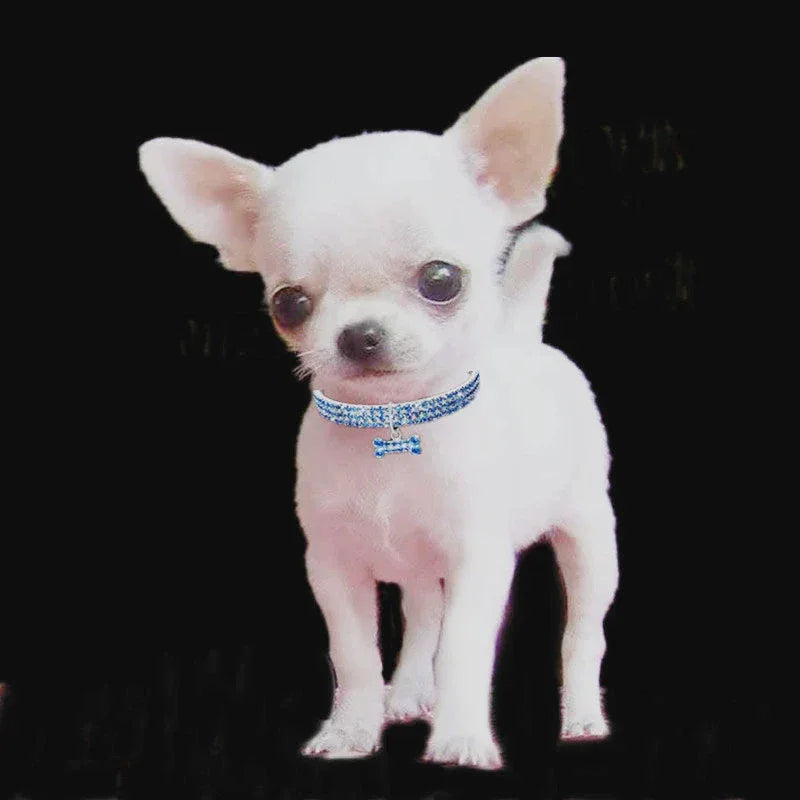"A Bling Thing" Rhinestone Dog Collar - Sweet Heart for Your Sweetie - The Palm Beach Baby