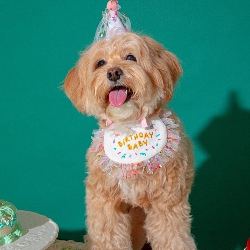 $3 Shipping DIVA Pet "Birthday Paws" Birthday Pet Set -The Palm Beach Baby